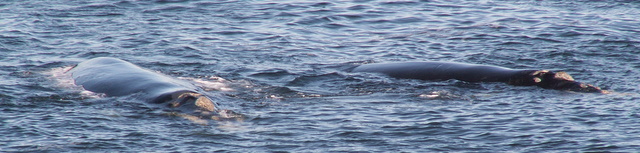 Hermanus: Wale in Sicht! (c) Peter Belina